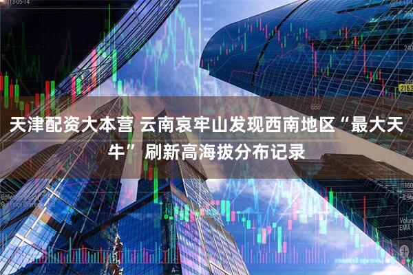 天津配资大本营 云南哀牢山发现西南地区“最大天牛” 刷新高海拔分布记录